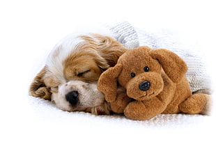 white and tan American Cocker Spaniel puppy sleeping beside brown dog plush toy